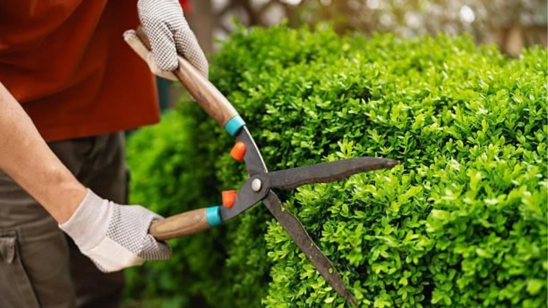 landscaping rules