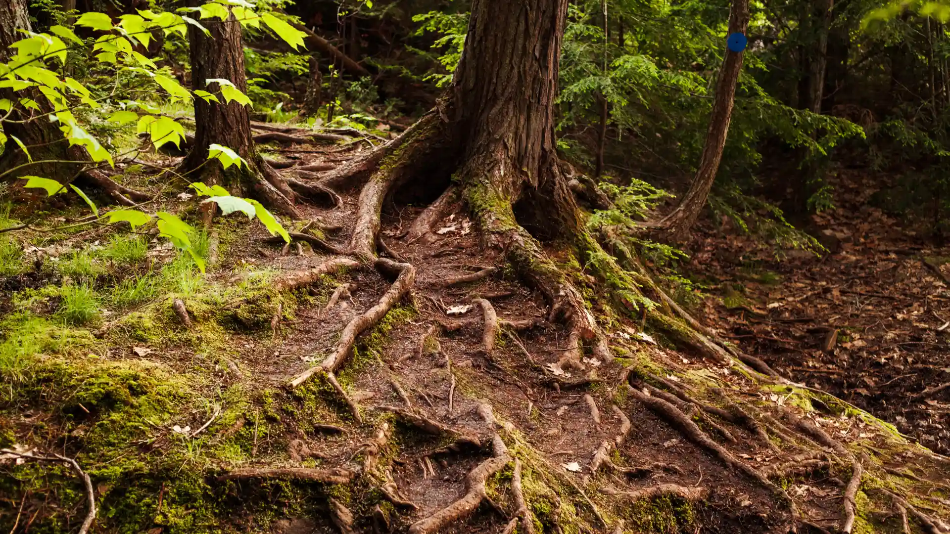 Tree Root Intrusion in Septic Lines: What Causes It, What It Costs, and How Repairs Work