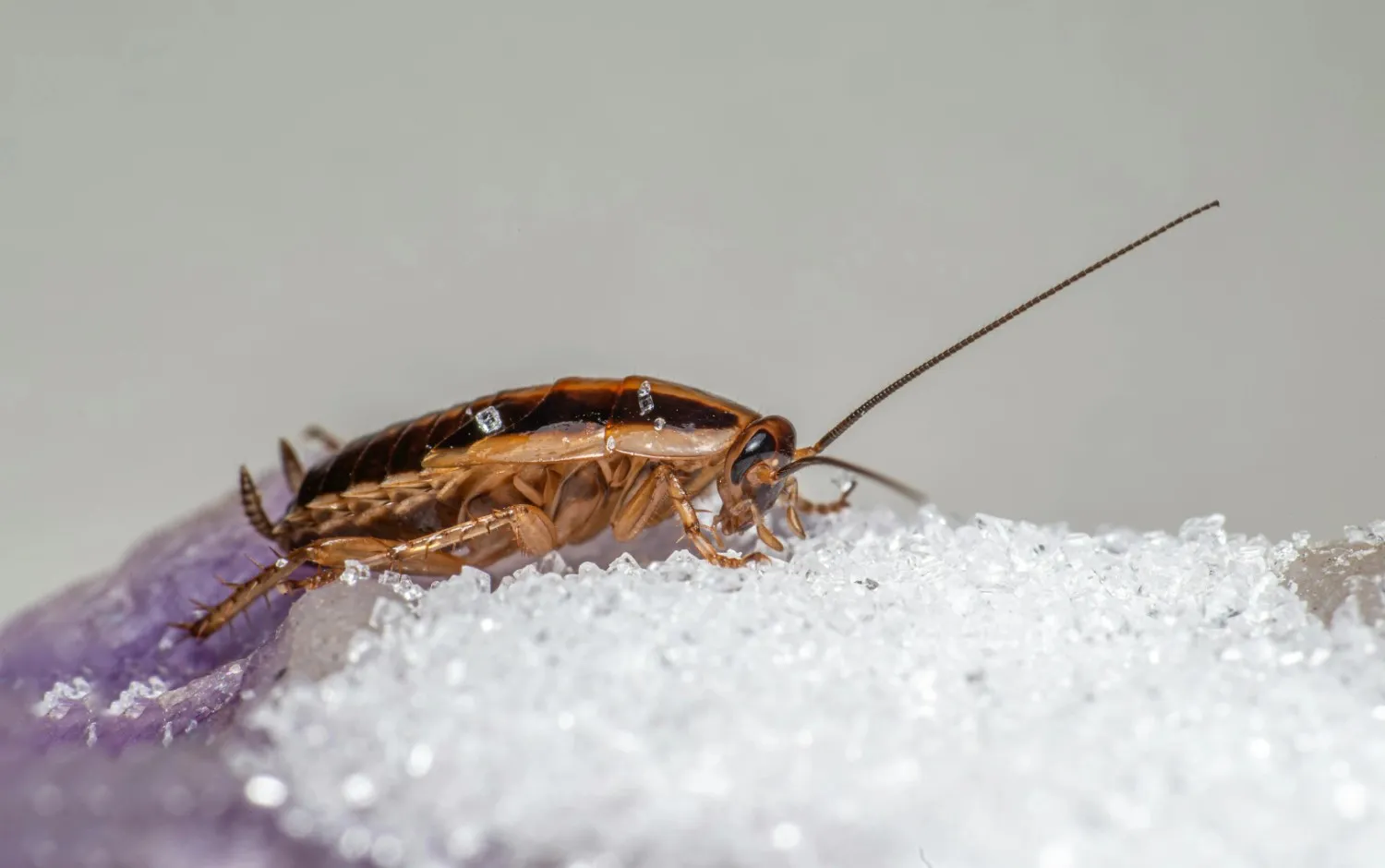 Why Pests Keep Coming Back Even After You Clean Your Home
