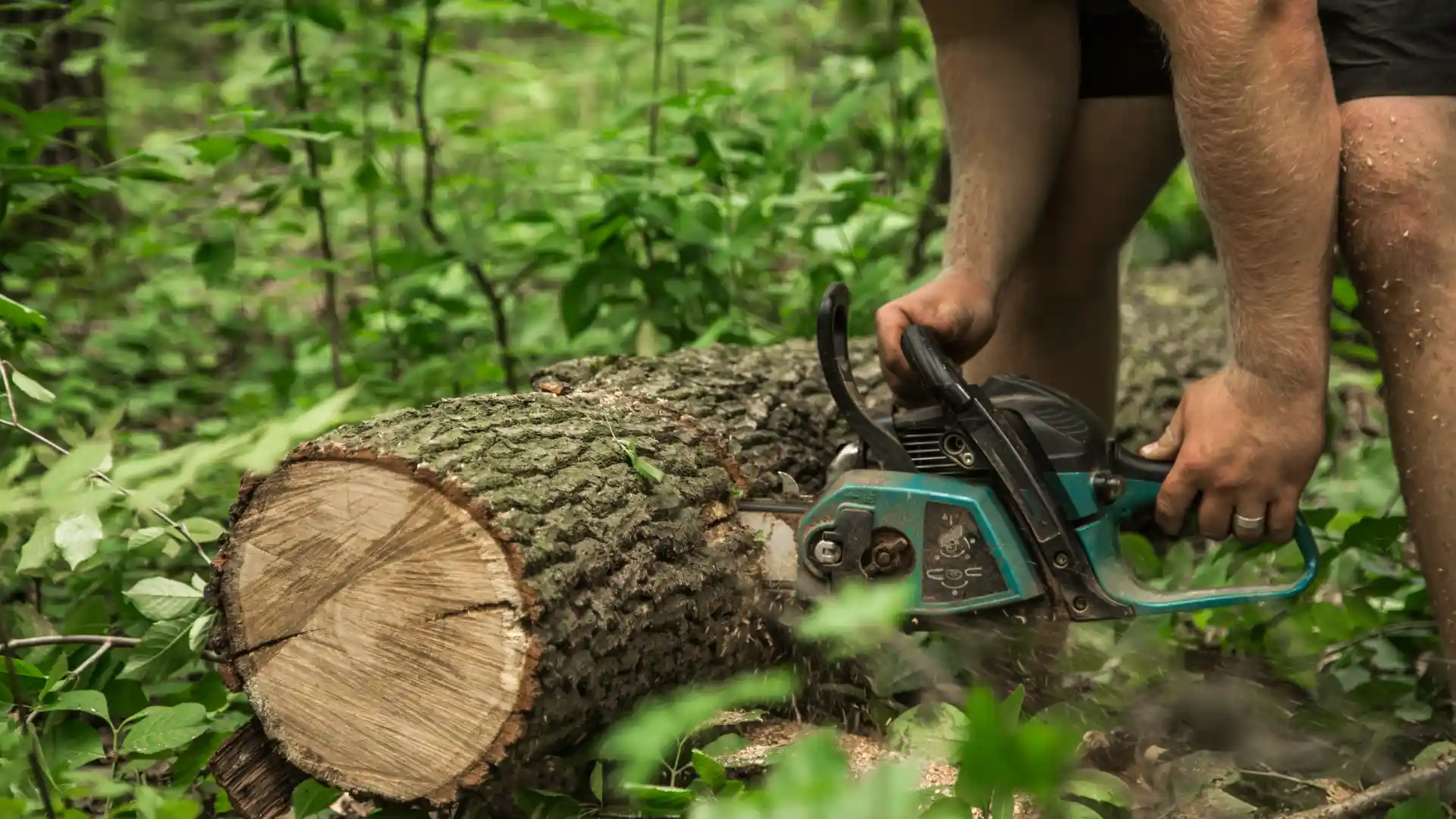 Tree Removal Semmes AL: Knowing When Removal Is the Right Decision