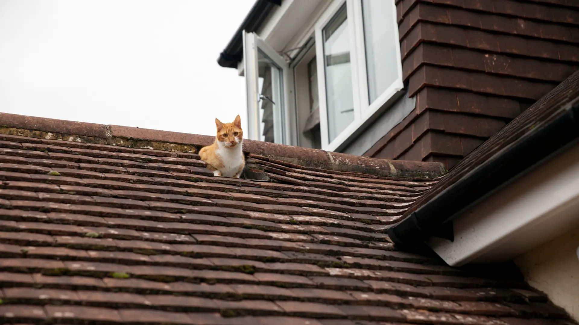 How Damaged Gutters Can Impact Your Roof and Foundation