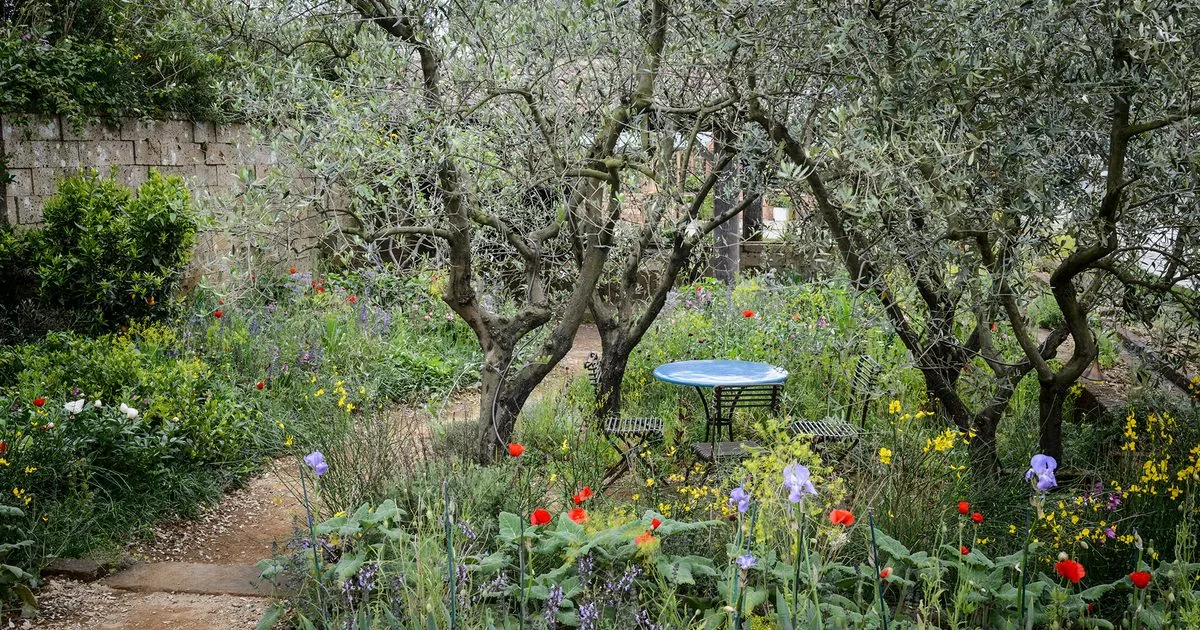 Olive Trees in Pots vs. the Ground: The Decision That Looks Small and Isn't