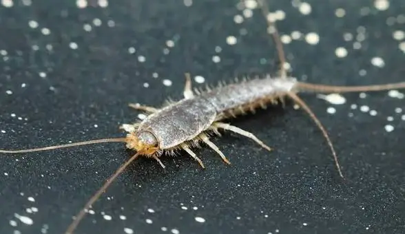 Why You Can't Trap Your Way Out of a Silverfish Problem. The Silverfish in Your Bathtub Is Reading Your House Out Loud